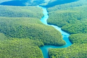 Amazon Forest thumbnail
